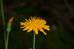 Twoflower dwarfdandelion